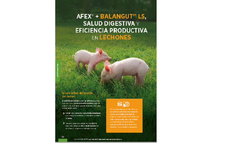 Afex BalangutLS